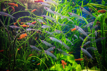 Photo underwater world and fish