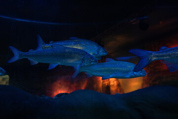 Photo a large marine aquarium with fish