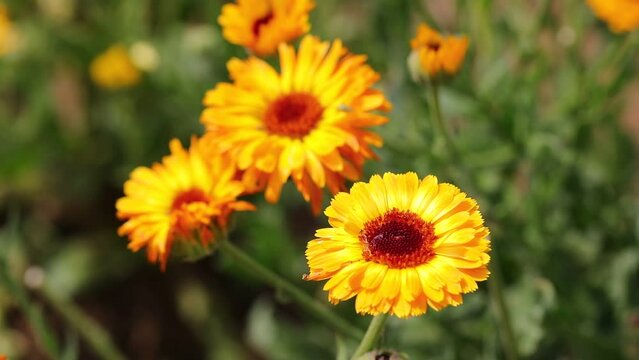 flowers calendula officinalis from which medicamnetose and natural anti-inflammatory substances can be extracted