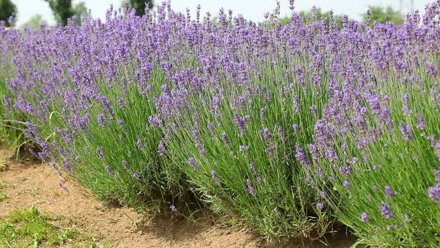 Flowering lavender plants in the cultivated field during the period of the collection of flowers and fragrant essential oils