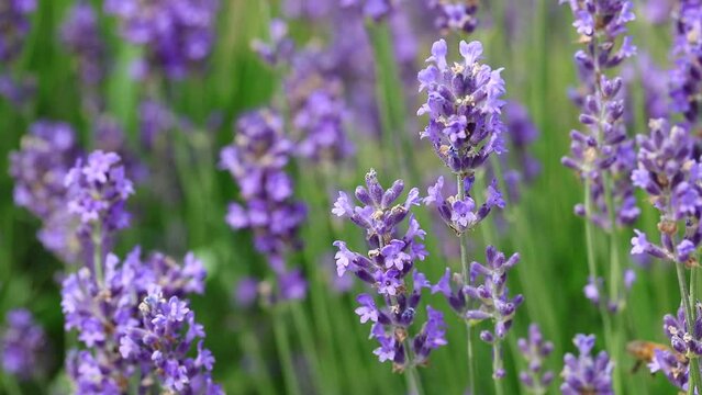 bee sucking the nectar from fragrant lavender flowers in spring