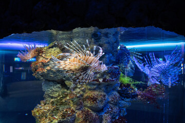 Naklejka na ściany i meble Photo sea dragon fish under water