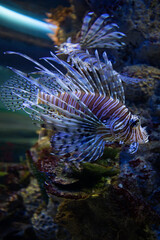 Naklejka na ściany i meble Photo sea dragon fish under water