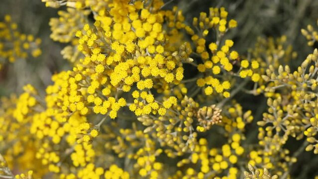 helichrysum flowers with many therapeutic properties including stimulating gastric and pancreatic secretion cholesterol-lowering diuretic spasmolytic antibacterial antifungal anti-inflammatory