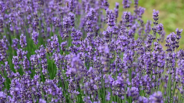 bee flies sucking the nectar from lavender flowers in spring