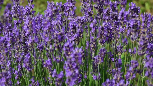 insect called Hummingbird hawk-moth that sucks nectar from lavender flowers by beating its wings quickly up to 80 times per second