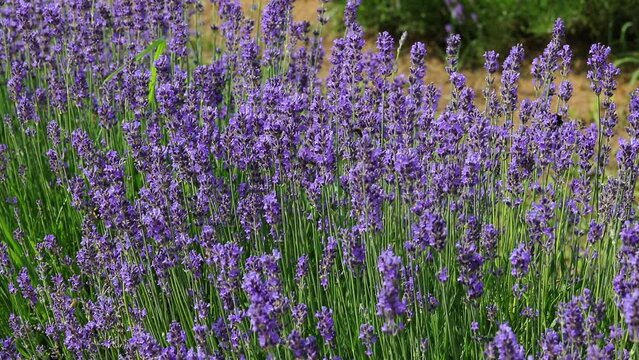 Small bee flies sucking the nectar from fragrant lavender flowers in spring