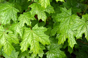 Large leaves of green maple in spring