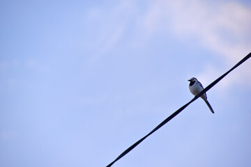 A bird on a wire against a blue sky background