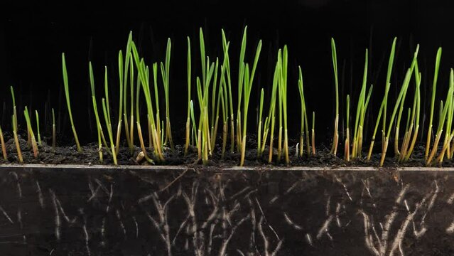 Green shoots with roots in soil in transparent box, side view