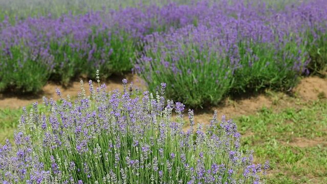 bushes of flowering lavender plants in the cultivated field during the period of the collection of flowers and fragrant essential oils