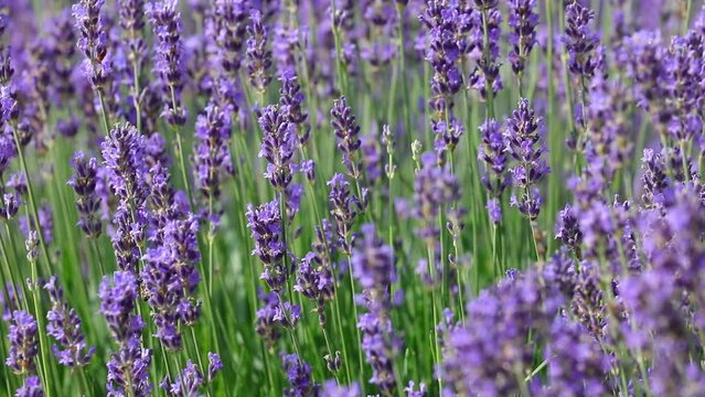 lavender Flowers in the field during the period of the collection of flowers and fragrant essential oils