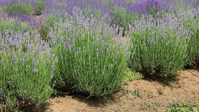 bushes of many flowering lavender plants in the cultivated field during the period of the collection of flowers and fragrant essential oils