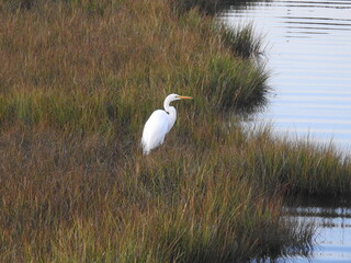 A great egret roaming a saltmarsh along the shores of Assateague Island, in Worcester County, Maryland.