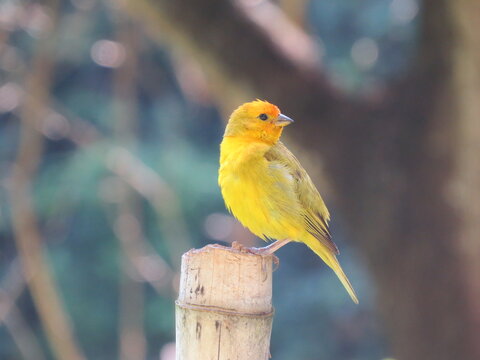 bird