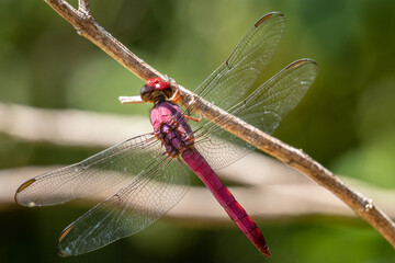 dragonfly on a branch