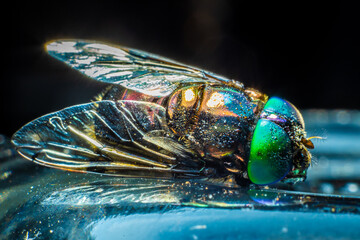 close up of a fly