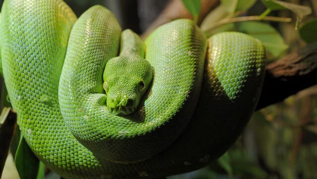 Green tree python (Morelia viridis) close-up. Portrait art.