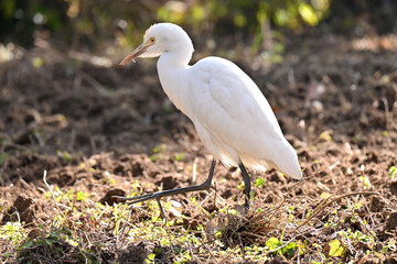 closeup the white heron stand and watching feed soft focus natural green brown background.
