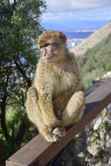 Gibraltar, United Kingdom - 07 november 2019: The Barbary macaque, also called the Gibraltar monkey, is found in some areas of the Atlas Mountains of Africa and on the Rock of Gibraltar.