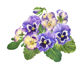 watercolor bouquet of pansies, hand drawn floral illustration isolated on white background