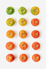Life cycle of a tomato fruit against bright white background. Minimal natural summer concept. Creative pattern layout.