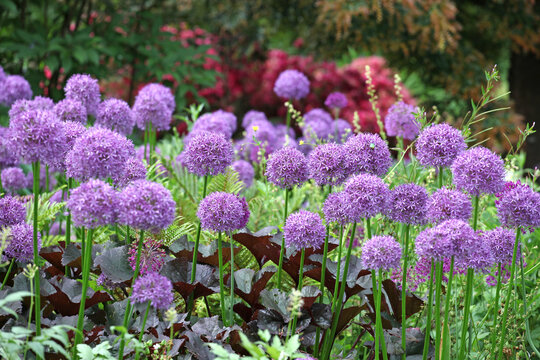 Purple allium 'Globemaster' in flower