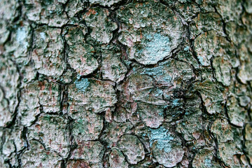 natural texture background gray-brown tree bark with aquamarine patches of moss