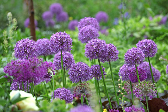 Purple allium 'Globemaster' in flower