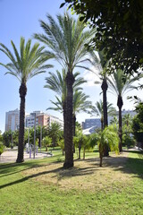 Fototapeta premium Cadiz, Spain - 06 november 2019: Palm trees in the city park