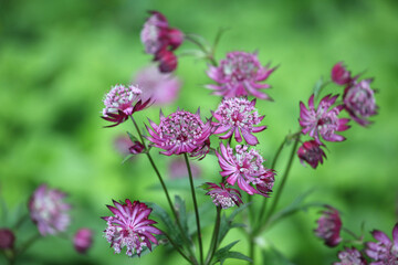 The delicate pink flowers of masterwort, Astrantia ÔClaretÕ in bloom