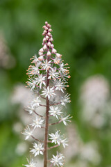 Heartleaf foamflowers (tiarella cordifolia) in bloom