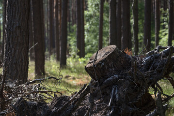 PINE FOREST - Old pine stump after felling