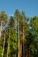 beautiful view of the pine forest