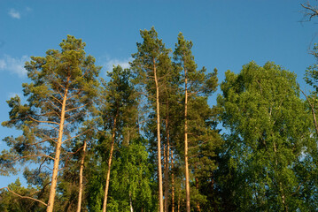beautiful view of the pine forest