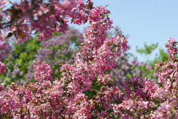 Obraz premium Flowering pink tree. Beautiful pink flowers Selective focus