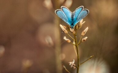 butterfly on flower