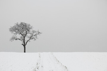 trees in snow minimalism
