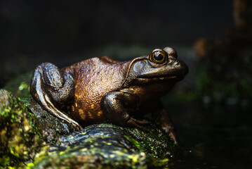 sapo