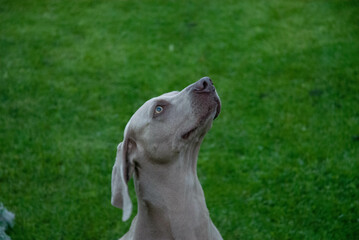 beautiful smooth-haired big dog sits and looks at people in the evening