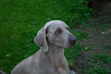 beautiful smooth-haired big dog sits and looks at people in the evening