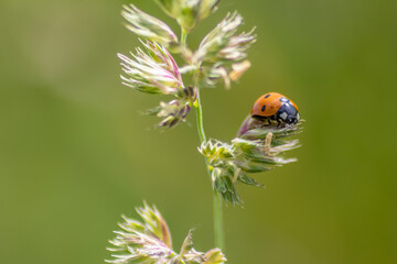 Beautiful black dotted red ladybug beetle climbing in a plant with blurred background and much copy...