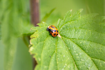 New born ladybug eclosing on a green leaf as switch from larva to ladybug beetle with black dots on...