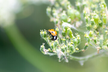 Beautiful black dotted red ladybug beetle climbing in a plant with blurred background and much copy...