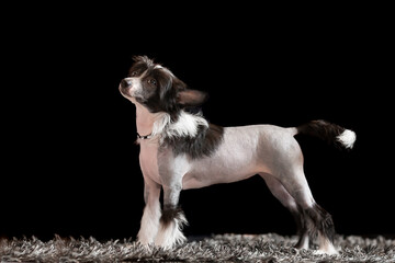 Chinese crested puppy standing in a show posture