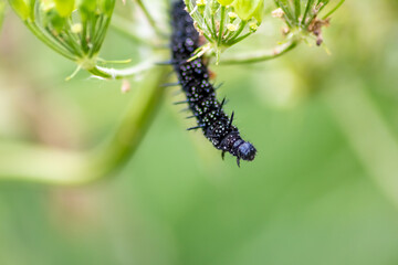 Big black caterpillar with white dots, black tentacles and orange feet is the beautiful large larva of the peacock butterfly eating leafs and grass before mutation into a butterfly via metamorphosis