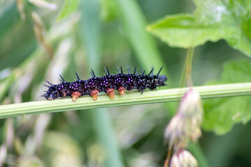 Big black caterpillar with white dots, black tentacles and orange feet is the beautiful large larva...