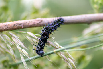 Big black caterpillar with white dots, black tentacles and orange feet is the beautiful large larva...