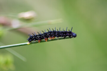 Fototapeta premium Big black caterpillar with white dots, black tentacles and orange feet is the beautiful large larva of the peacock butterfly eating leafs and grass before mutation into a butterfly via metamorphosis