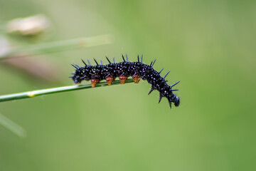 Big black caterpillar with white dots, black tentacles and orange feet is the beautiful large larva of the peacock butterfly eating leafs and grass before mutation into a butterfly via metamorphosis